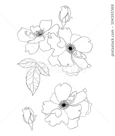 Collection flowers. Hand drawn. Vector illustration. Isolated linear plants and leaves for design, decor and decoration. 104393369