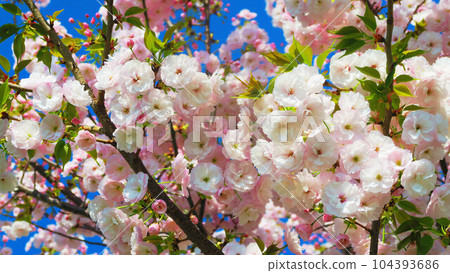重瓣櫻花和藍天風景 104393686