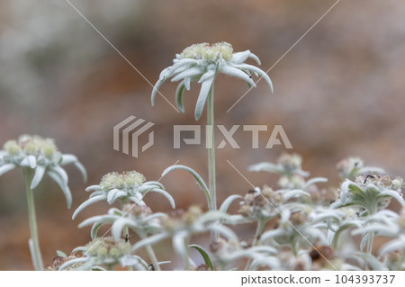Edelweiss 104393737