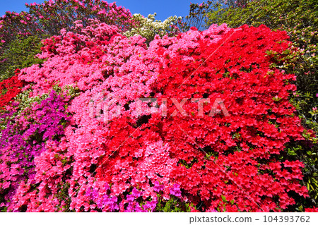 Azalea Azalea 104393762