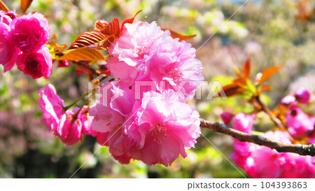 櫻花風景“關山”（東京都足立區都市農業公園） 104393863