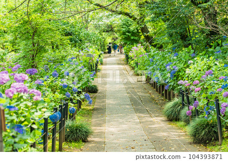 （千葉）本堂寺參道上的繡球花 104393871