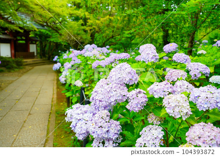 (千葉)本堂寺參道上的繡球花 (千葉)本堂寺參道上的繡球花 104393872