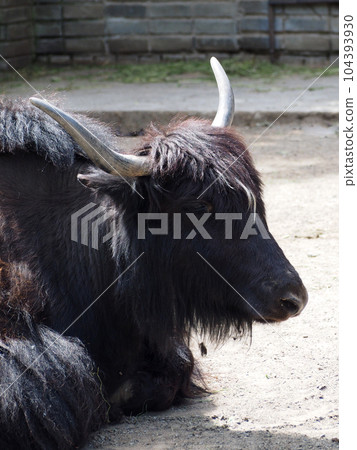 Portrait of a musk ox, close-up. Musk ox rests lying on dry, dusty ground with traces of scarce green vegetation. Portrait of a musk ox, close-up. Musk ox rests lying on dry, dusty ground with traces of scarce green vegetation. 104393930