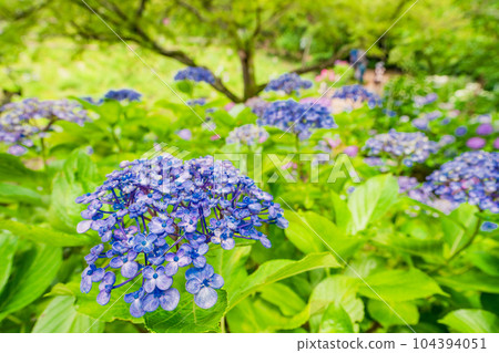 (Chiba Prefecture) Hondoji Temple Hydrangea in full bloom (Chiba Prefecture) Hondoji Temple Hydrangea in full bloom 104394051