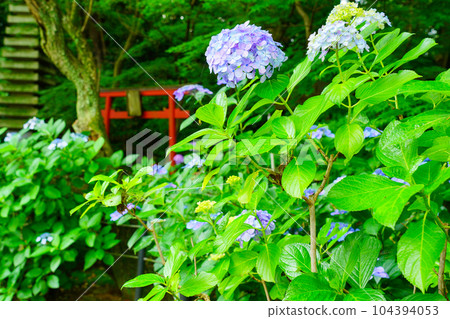 (Chiba Prefecture) Hondoji Temple Hydrangea in full bloom 104394053