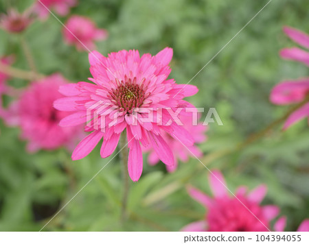 Echinacea 4 pink 104394055