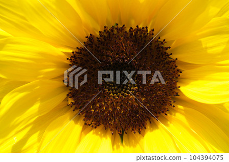 Sunflower up 104394075
