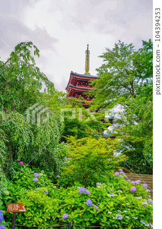 (Chiba Prefecture) Hondoji Temple's five-storied pagoda Hydrangea in full bloom (Chiba Prefecture) Hondoji Temple's five-storied pagoda Hydrangea in full bloom 104394253