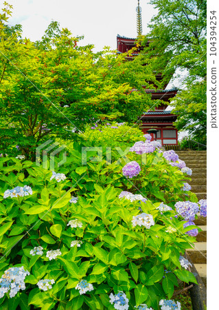 (Chiba Prefecture) Hondoji Temple's five-storied pagoda Hydrangea in full bloom 104394254