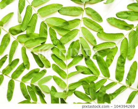 Rowan tree on white 104394269