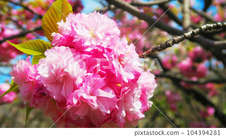 2023年拍攝的重瓣櫻花和藍天風景 104394281