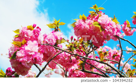 2023年拍攝的重瓣櫻花和藍天風景 104394282