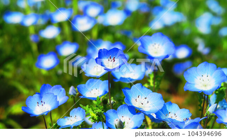 2023年拍攝的粉蝶藍花風景(東京都足立區舍人公園) 2023年拍攝的粉蝶藍花風景(東京都足立區舍人公園) 104394696