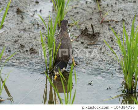 A starling looking for food in a paddy field 104394756