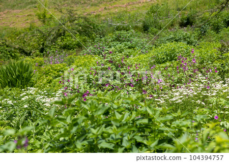 Clusters of muscaria Nakanojo Yamanoue Garden 104394757
