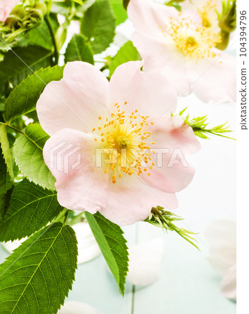 Wild rose flowers Wild rose flowers 104394796