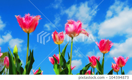 2023 年拍攝的都志農業公園（東京都足立區）鬱金香田的風景 104394873