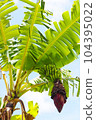 Banana tree 104395022
