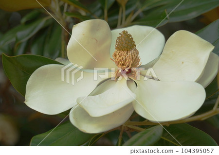 white big flower white big flower 104395057