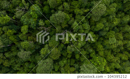 Aerial top view green forest beautiful landscape nature background, Top view tropical rainforest, Green forest tree view from above, Ecosystem and healthy environment. 104395212