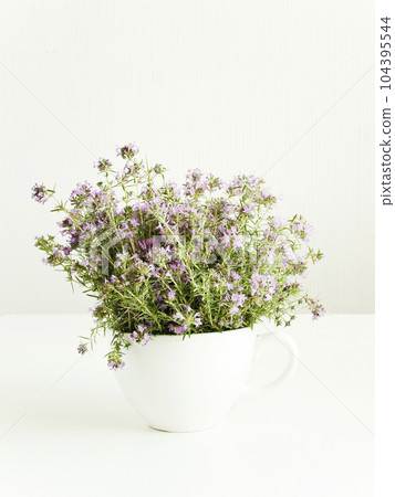 Wild oregano on white 104395544
