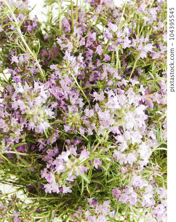 Wild oregano on white Wild oregano on white 104395545