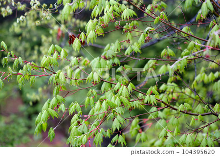 春天的芽，楓樹 104395620