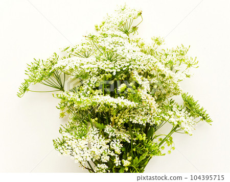 Ground elder on white Ground elder on white 104395715