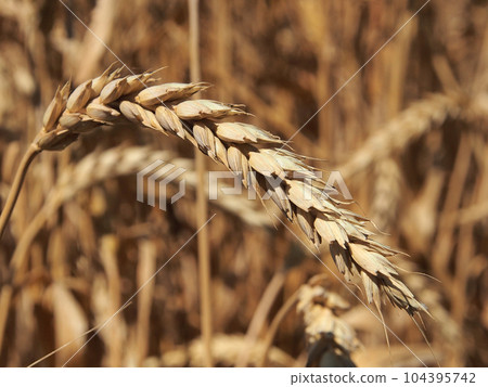 Ripening ears of yellow wheat field, close-up photo of nature. The idea of a rich harvest, world food security. Ripening ears of yellow wheat field, close-up photo of nature. The idea of a rich harvest, world food security. 104395742
