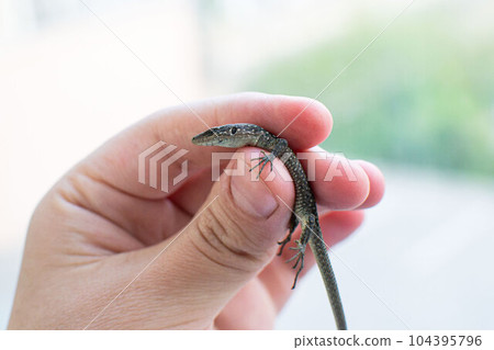 Darevskia armeniaca in hand - small Armenian lizard or Armenian rock lizard 104395796