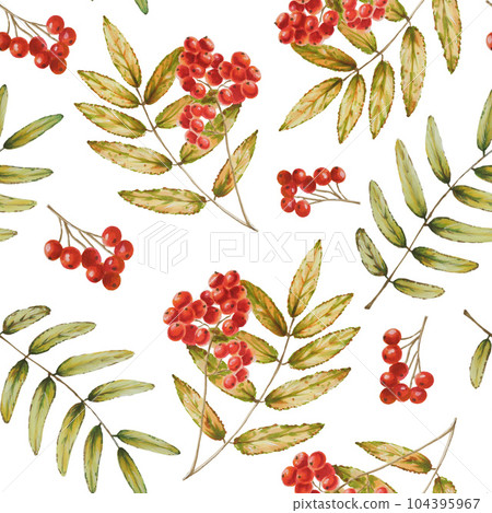 Autumn watercolor isolated seamless pattern with rowan on white background. Pumpkins, maple leaf, acorns, oak leaf, mushrooms, physalis, mountain ash, fly agaric. Seasonal autumn elements. Autumn watercolor isolated seamless pattern with rowan on white background. Pumpkins, maple leaf, acorns, oak leaf, mushrooms, physalis, mountain ash, fly agaric. Seasonal autumn elements. 104395967
