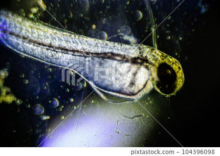 newly hatched freshwater fish under a light microscope 104396098