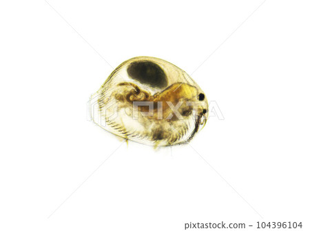 Ostracod is a small crustacean found in a freshwater pond. Zooplankton, micro crustacean under the light microscope. Magnification of 100 times, microscope objective 10 Ostracod is a small crustacean found in a freshwater pond. Zooplankton, micro crustacean under the light microscope. Magnification of 100 times, microscope objective 10 104396104