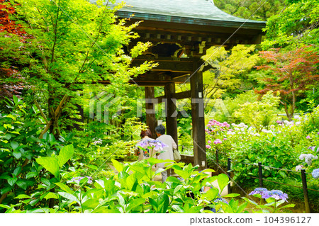 (千葉縣)本堂寺瑞鳳門繡球花 (千葉縣)本堂寺瑞鳳門繡球花 104396127