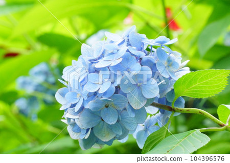 Blue-purple hydrangea Blue-purple hydrangea 104396576