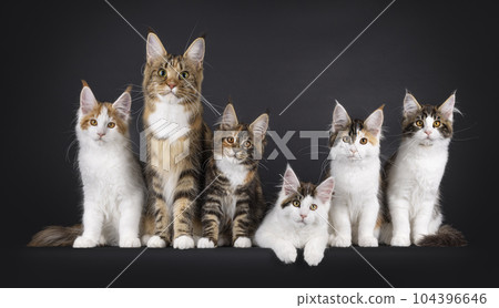 Maine Coon cat kittens on black background Maine Coon cat kittens on black background 104396646