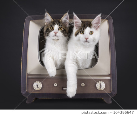 Maine Coon cat kittens on black background Maine Coon cat kittens on black background 104396647