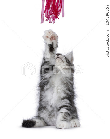 Maine Coon cat kitten on white background 104396655