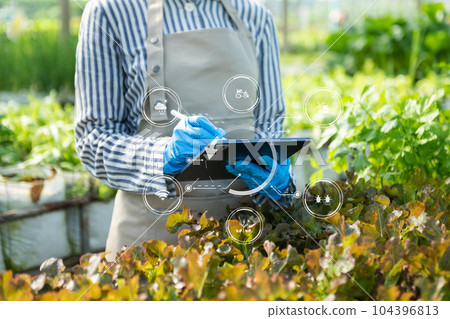 Woman hands gardening lettuce in farm with growth process and chemical formula on green background. Woman hands gardening lettuce in farm with growth process and chemical formula on green background. 104396813