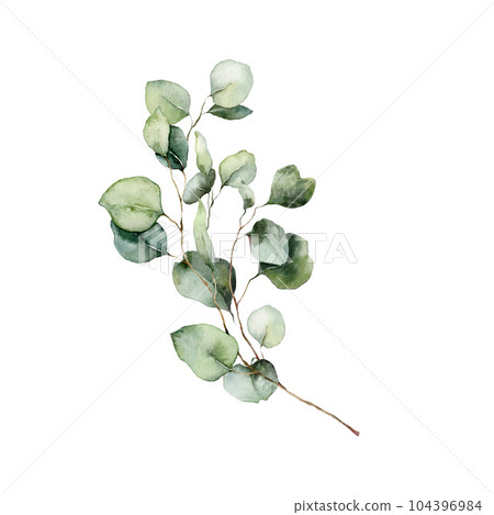 Watercolor floral card of eucalyptus branches with leaves and seeds. Hand painted poster of eucalyptus bouquet isolated on white background. Illustration for design, print, fabric or background. Watercolor floral card of eucalyptus branches with leaves and seeds. Hand painted poster of eucalyptus bouquet isolated on white background. Illustration for design, print, fabric or background. 104396984