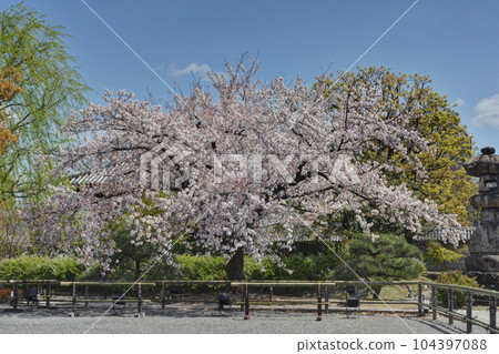 Cherry blossoms of Toji 104397088
