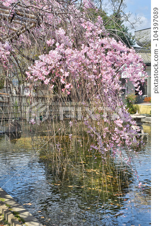 Toji的櫻花 104397089