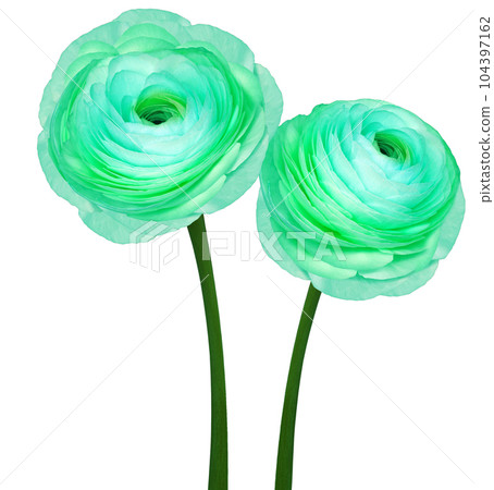 Turquoiserose.  Flowers on a green stem.  Studio shot.  Nature. 104397162