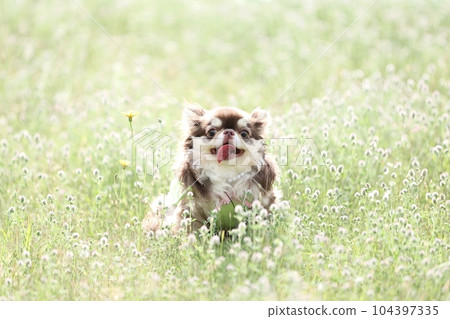 Chihuahua  104397335