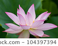 從側面看盛開的蓮花 104397394
