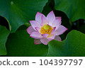 荷花盛開，綠樹環繞 104397797