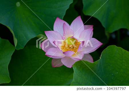 荷花盛開，綠樹環繞 104397797