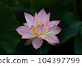 荷花靜靜綻放 104397799