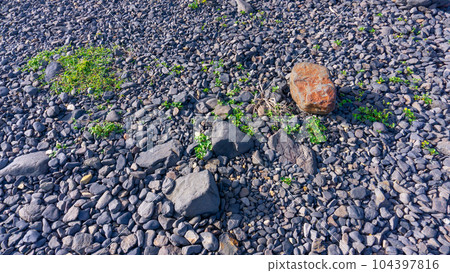 coastal stones texture coastal stones texture 104397816